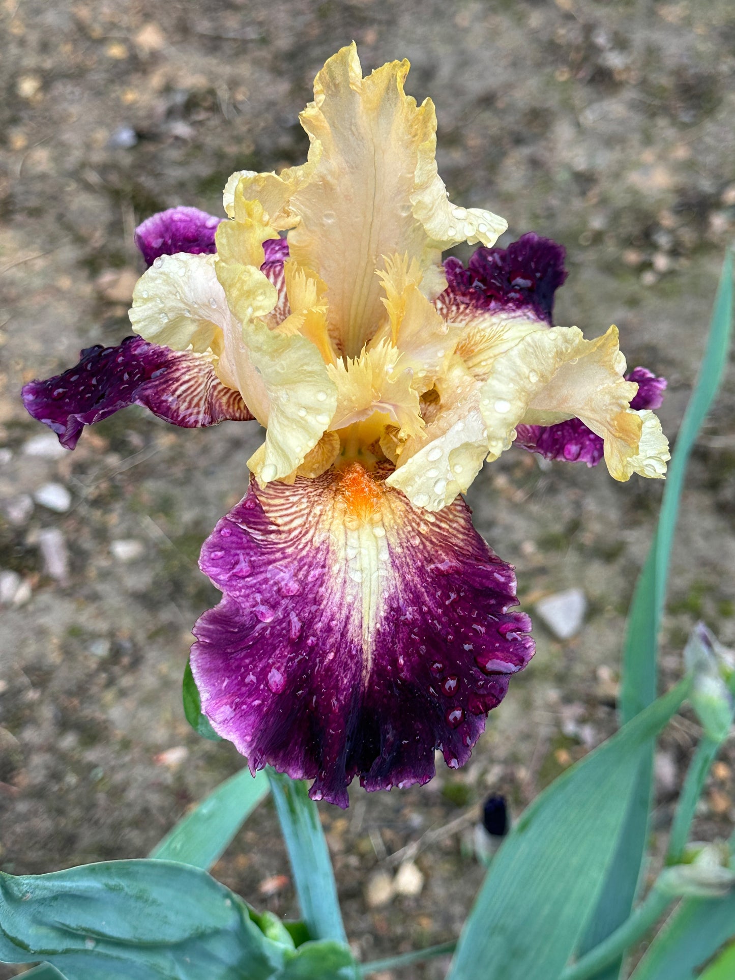 The flower Let's Boogie - Tall Bearded Iris (TB)