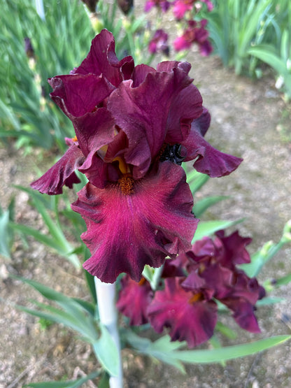 The flower Saturday Night Live - Tall Bearded Iris (TB)