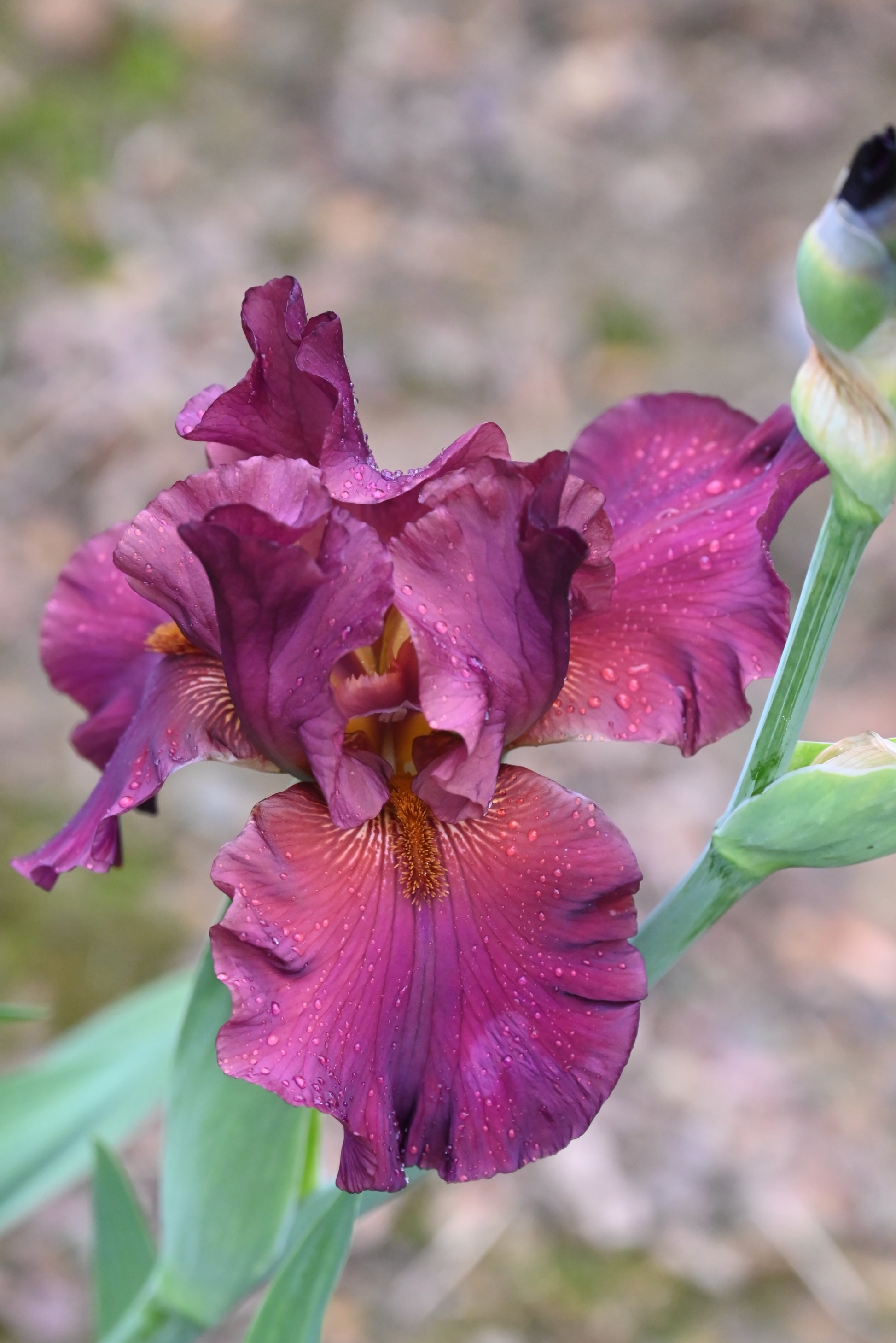 The flower Saturday Night Live - Tall Bearded Iris (TB)