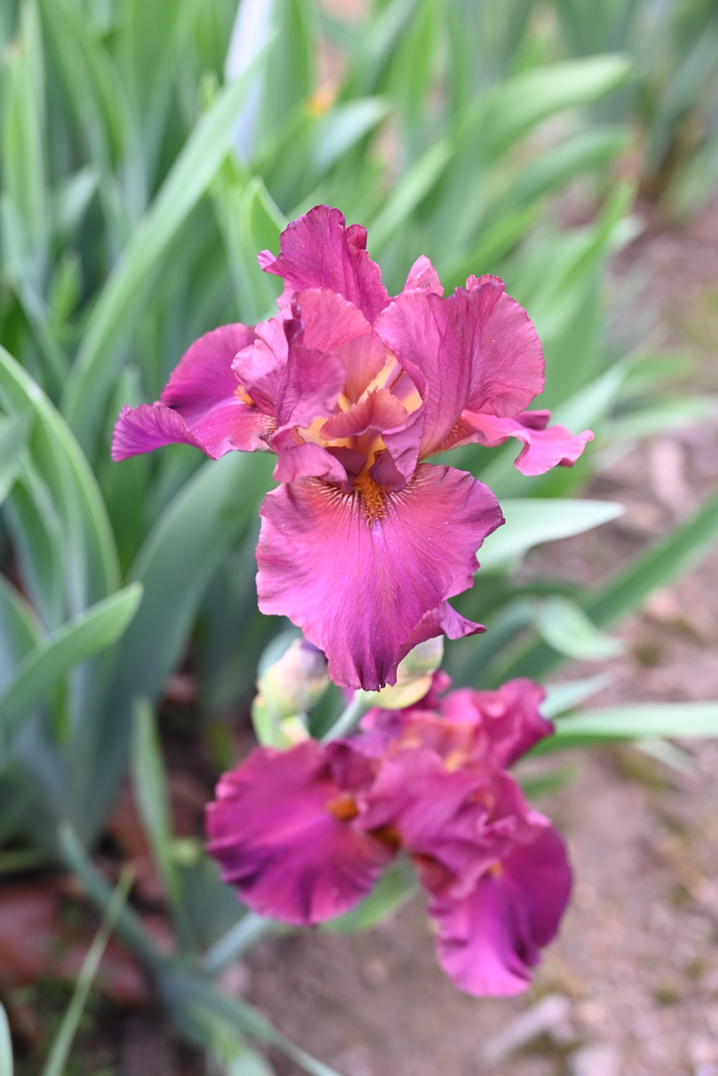 The flower Saturday Night Live - Tall Bearded Iris (TB)