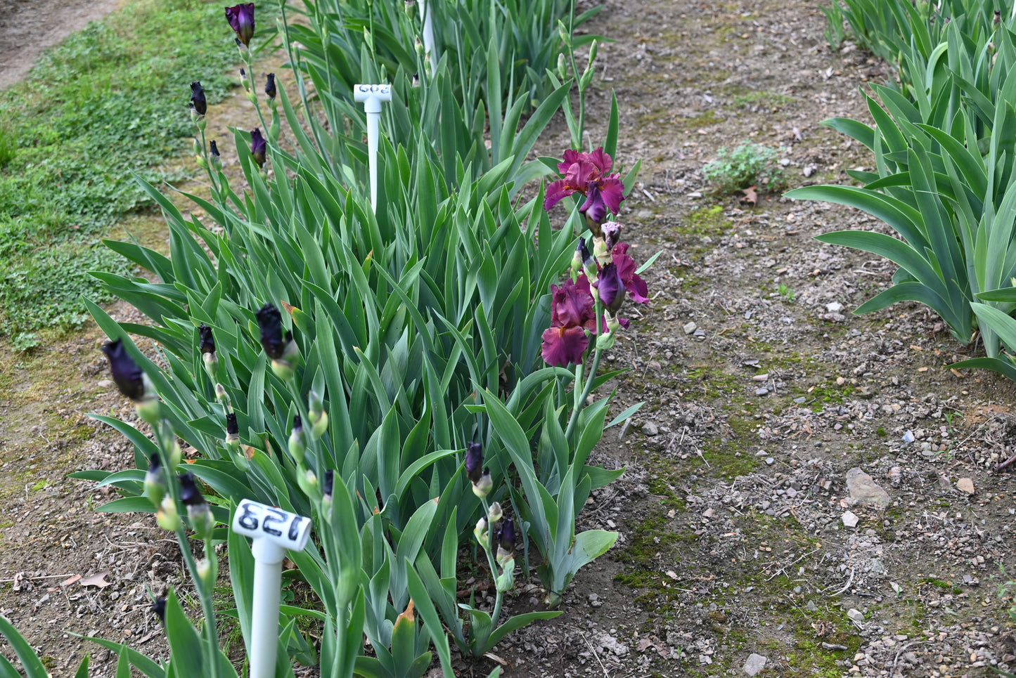 The flower Saturday Night Live - Tall Bearded Iris (TB)