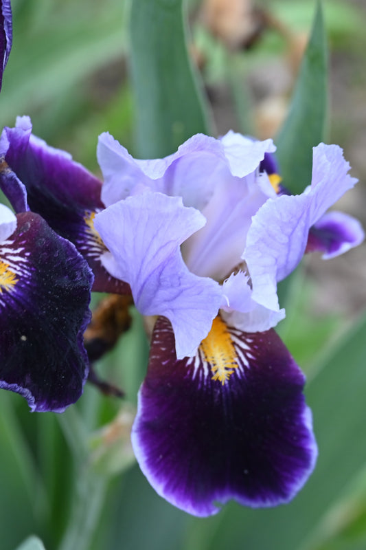 The flower Amigo - Tall Bearded Iris (TB)