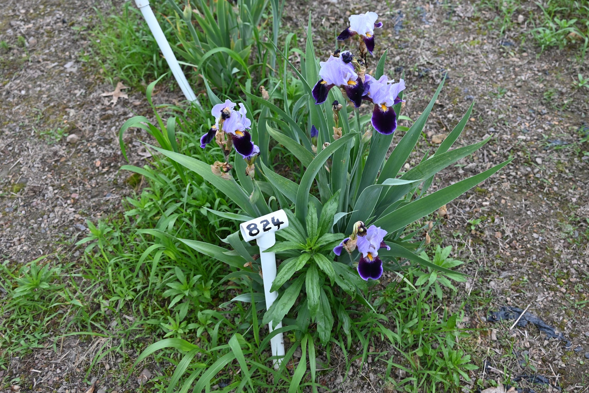 The flower Amigo - Tall Bearded Iris (TB)