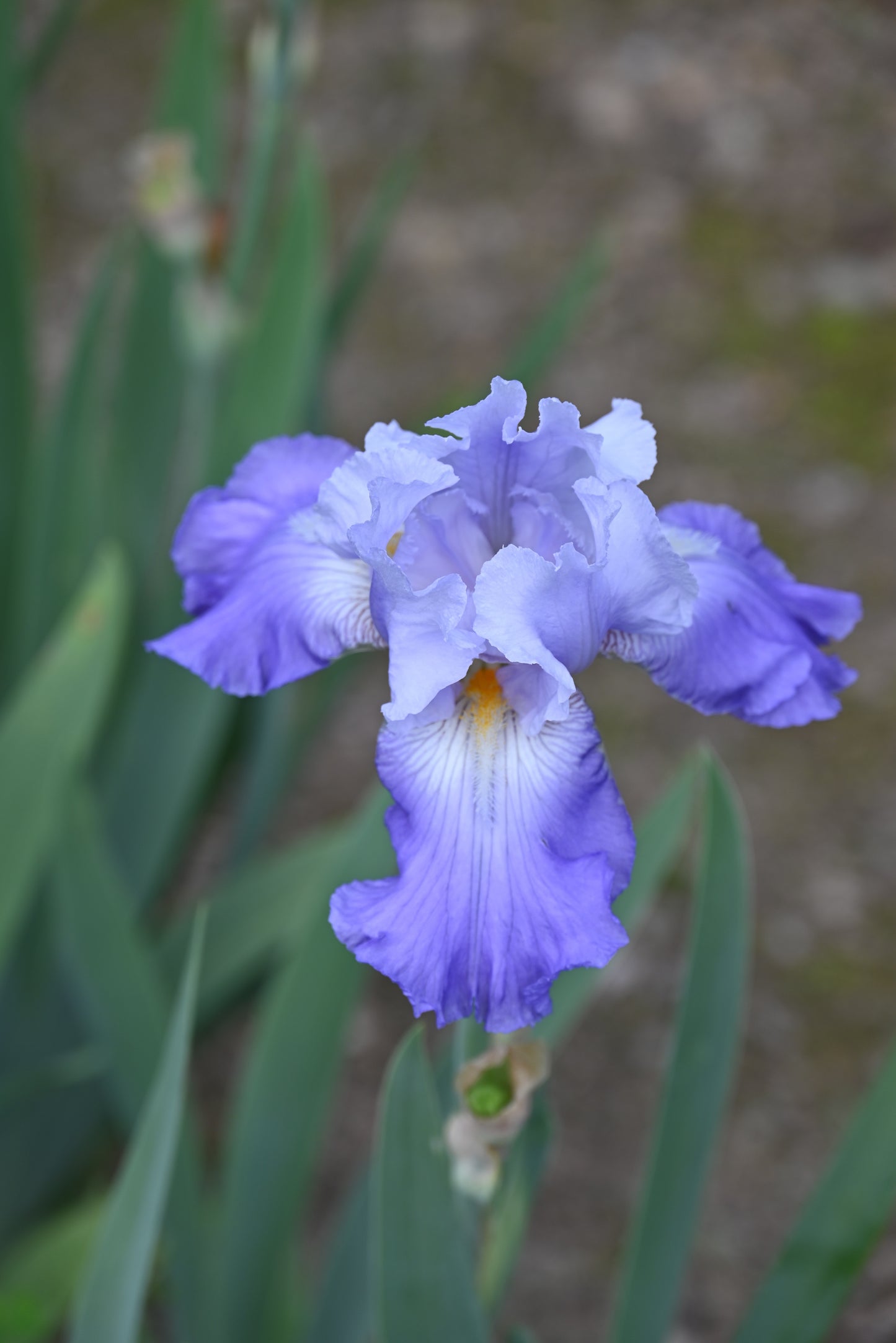 The flower Wing Commander - Tall Bearded Iris (TB)