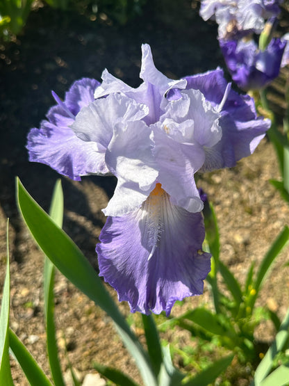 The flower Wing Commander - Tall Bearded Iris (TB)