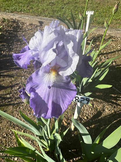 The flower Wing Commander - Tall Bearded Iris (TB)