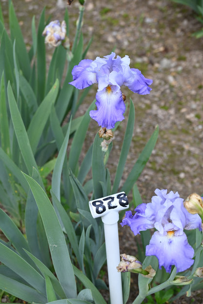 The flower Wing Commander - Tall Bearded Iris (TB)