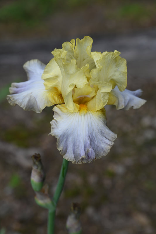 The flower Dorothy Lee - Tall Bearded Iris (TB)