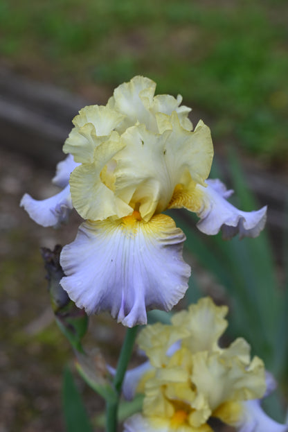 The flower Dorothy Lee - Tall Bearded Iris (TB)