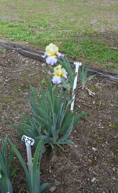 The flower Dorothy Lee - Tall Bearded Iris (TB)