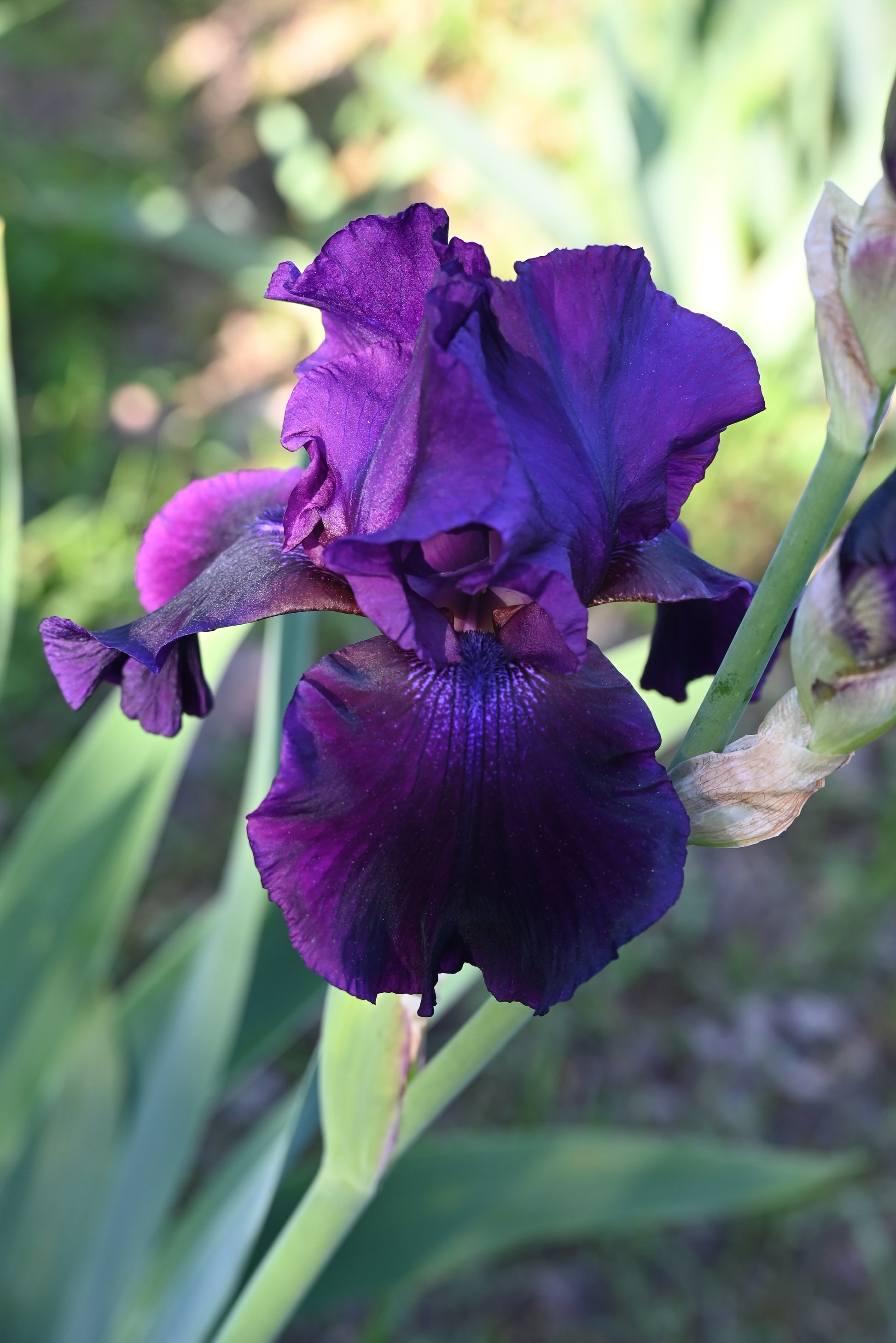 The flower Dracula's Shadow - Tall Bearded Iris (TB)