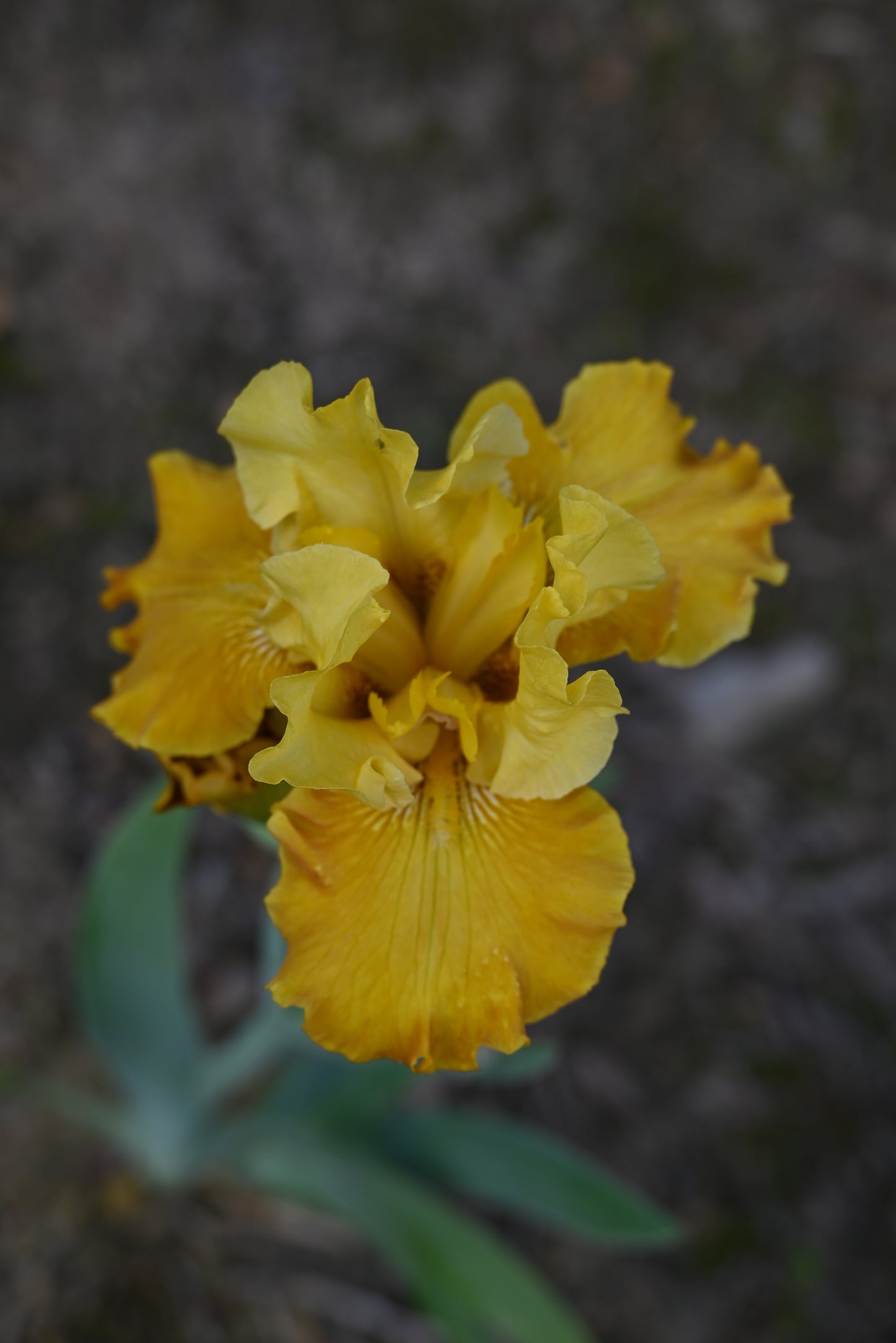 The flower Lucky Draw - Tall Bearded Iris (TB)