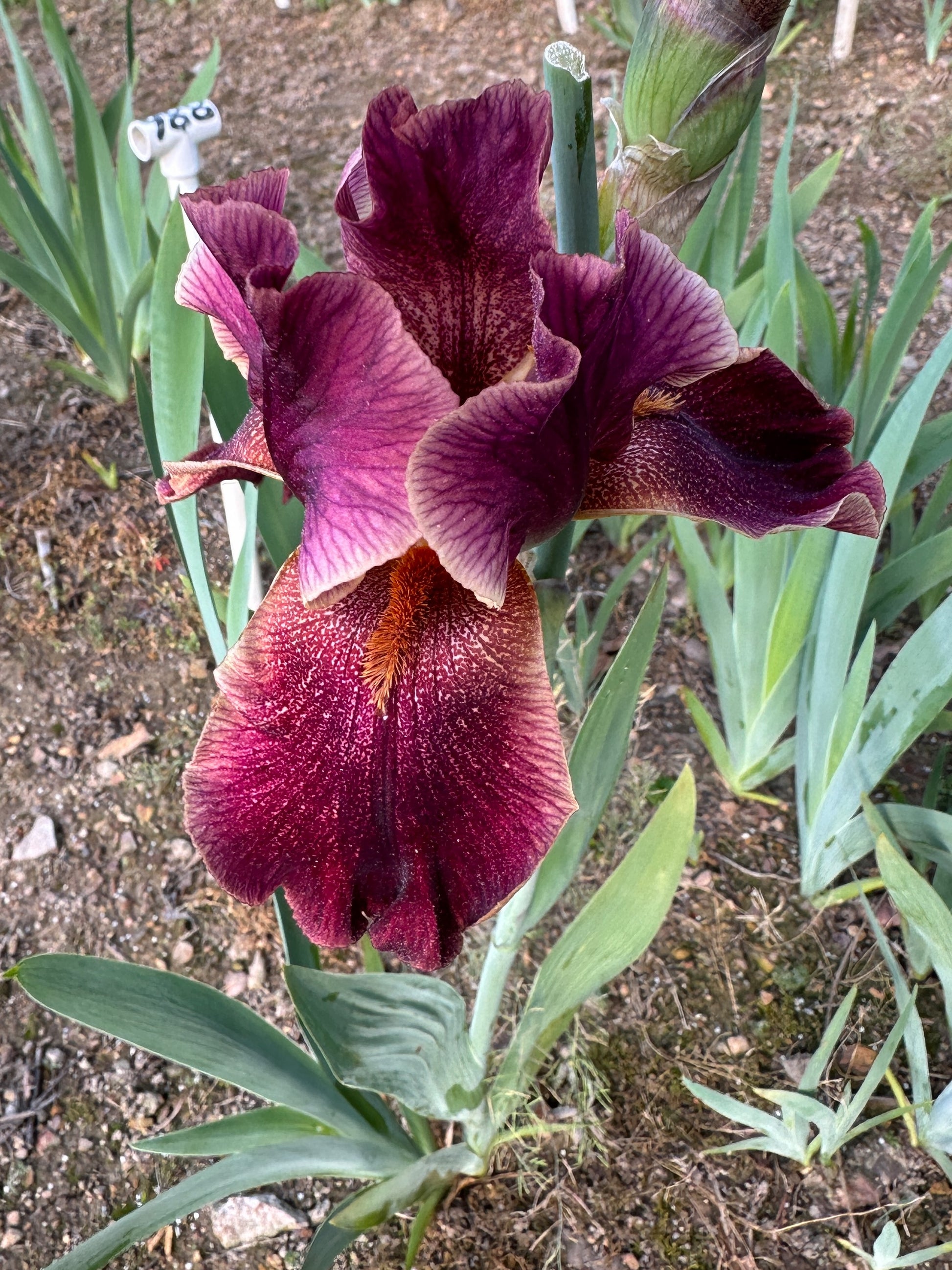 The flower Star Surge - Tall Bearded Iris (TB)