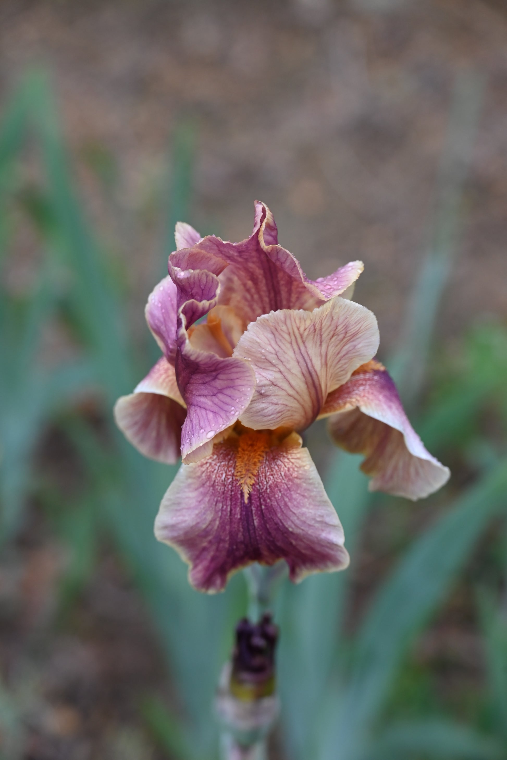 The flower Star Surge - Tall Bearded Iris (TB)