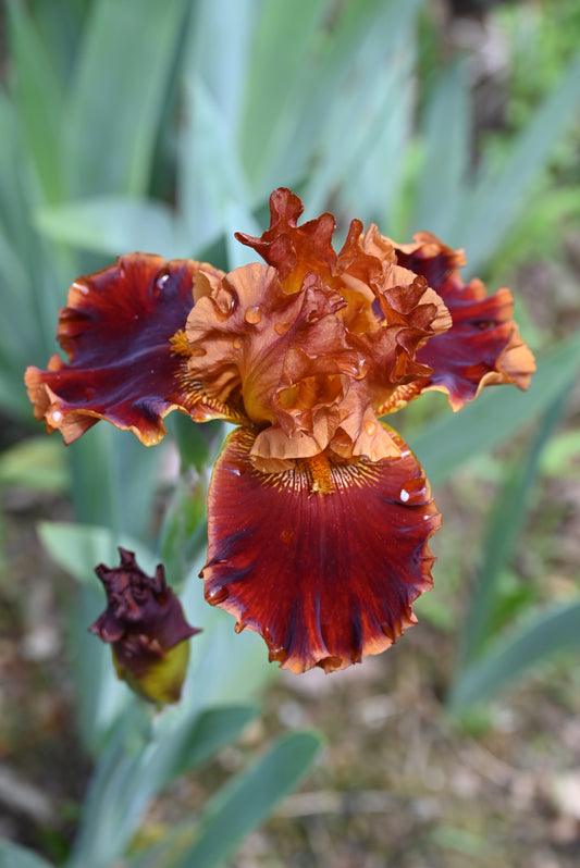 The flower Copatonic - Tall Bearded Iris (TB)