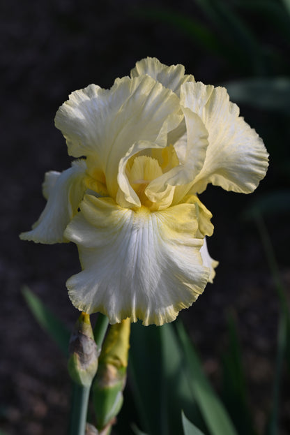 The flower Total Recall - Tall Bearded Iris (TB)