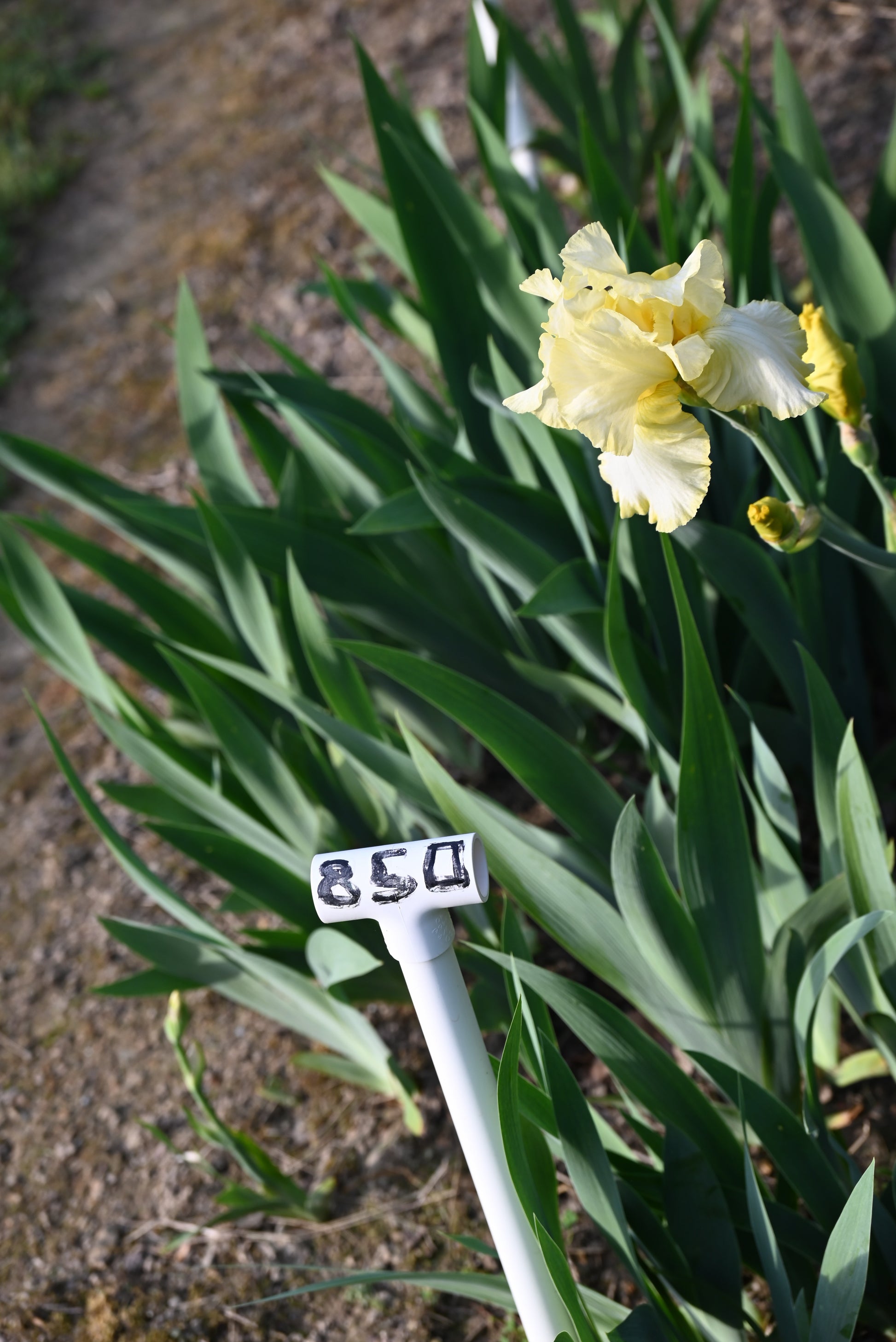 The flower Total Recall - Tall Bearded Iris (TB)