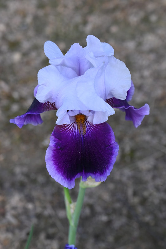 The flower Cool Controversy - Tall Bearded Iris (TB)