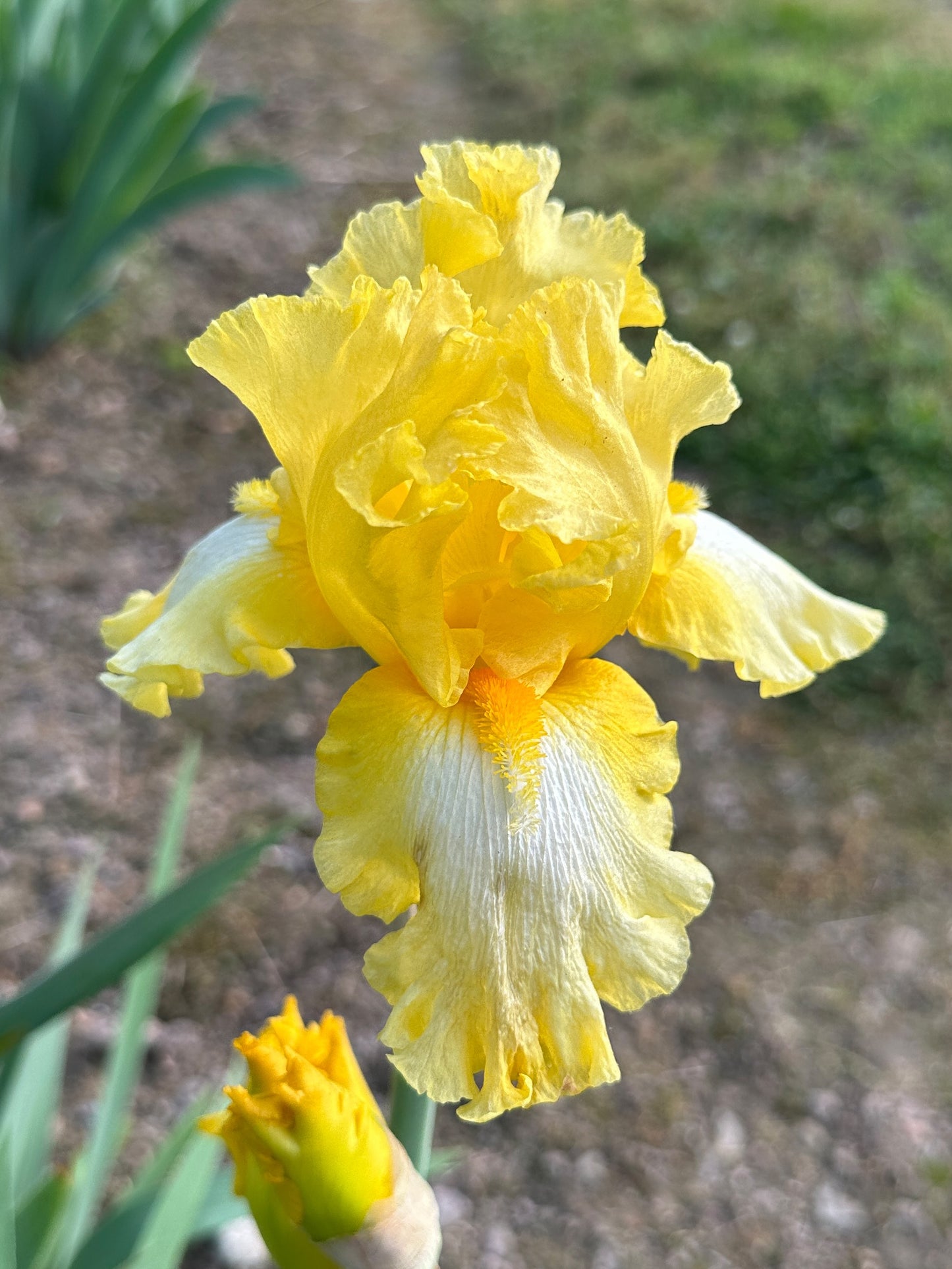 The flower It's Magic - Tall Bearded Iris (TB)
