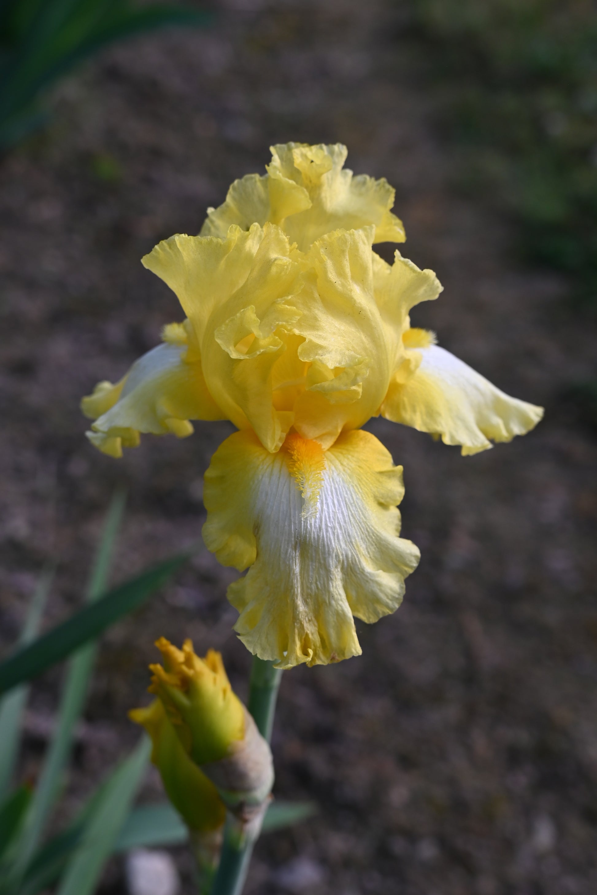 The flower It's Magic - Tall Bearded Iris (TB)