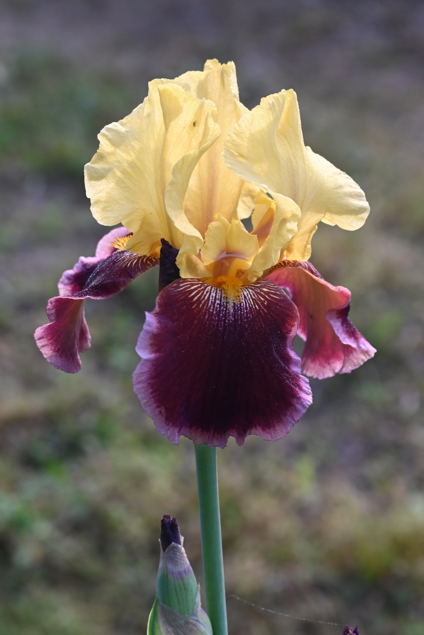 The flower For Patsy Lou - Tall Bearded Iris (TB)