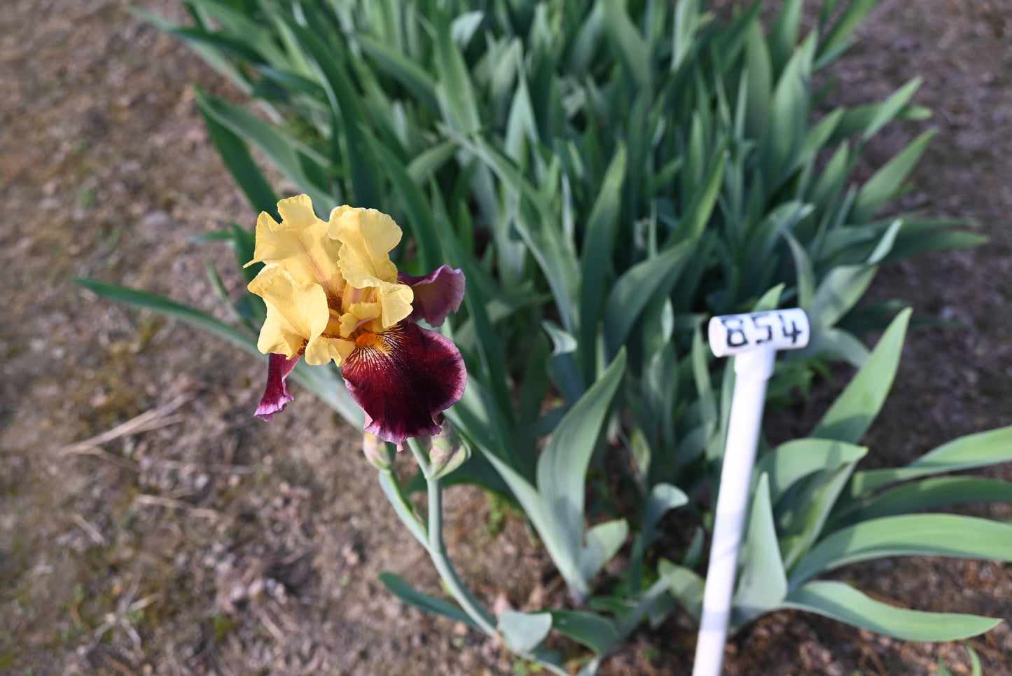 The flower For Patsy Lou - Tall Bearded Iris (TB)