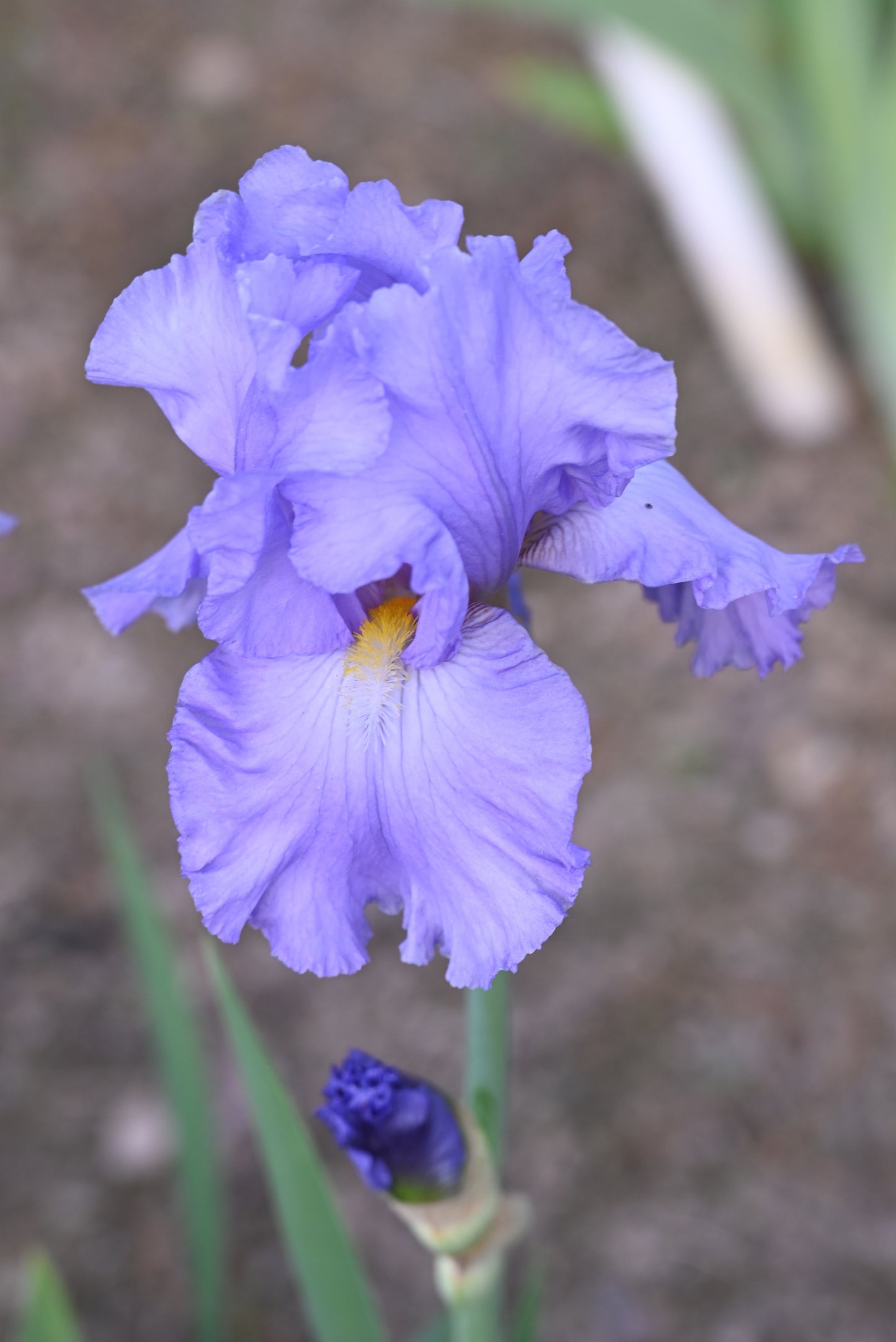 The flower Genteel - Tall Bearded Iris (TB)