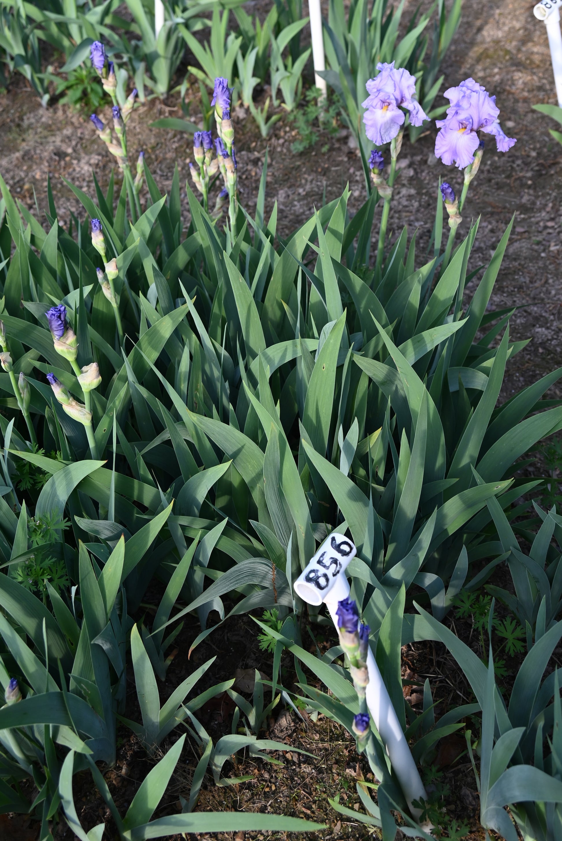 The flower Genteel - Tall Bearded Iris (TB)