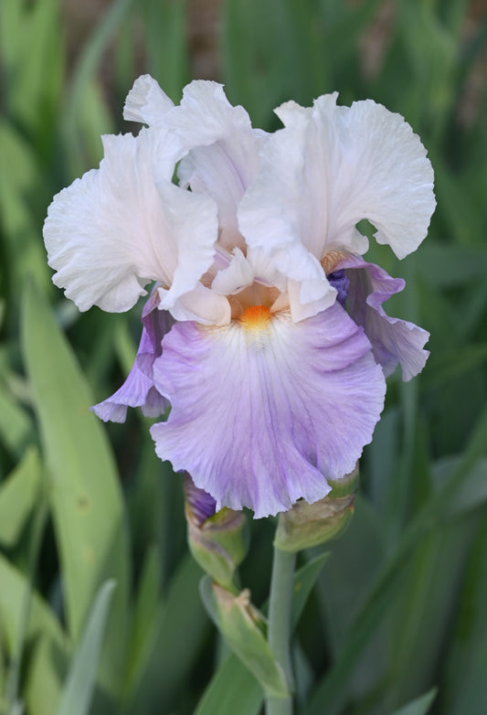 The flower Mountain Violet - Tall Bearded Iris (TB)