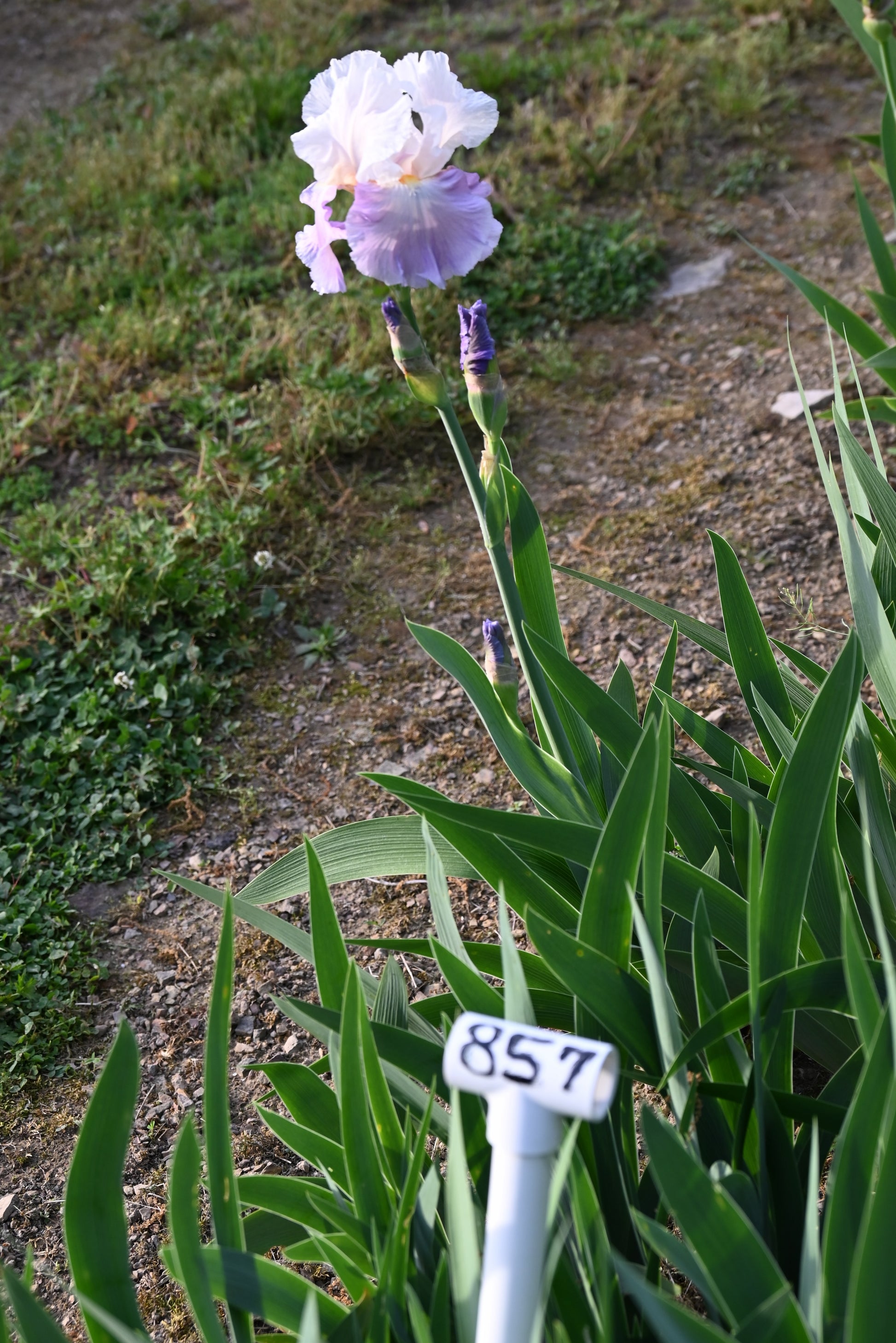 The flower Mountain Violet - Tall Bearded Iris (TB)