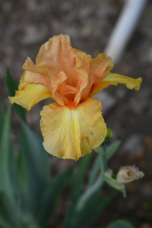 The flower Leading Light - Tall Bearded Iris (TB)