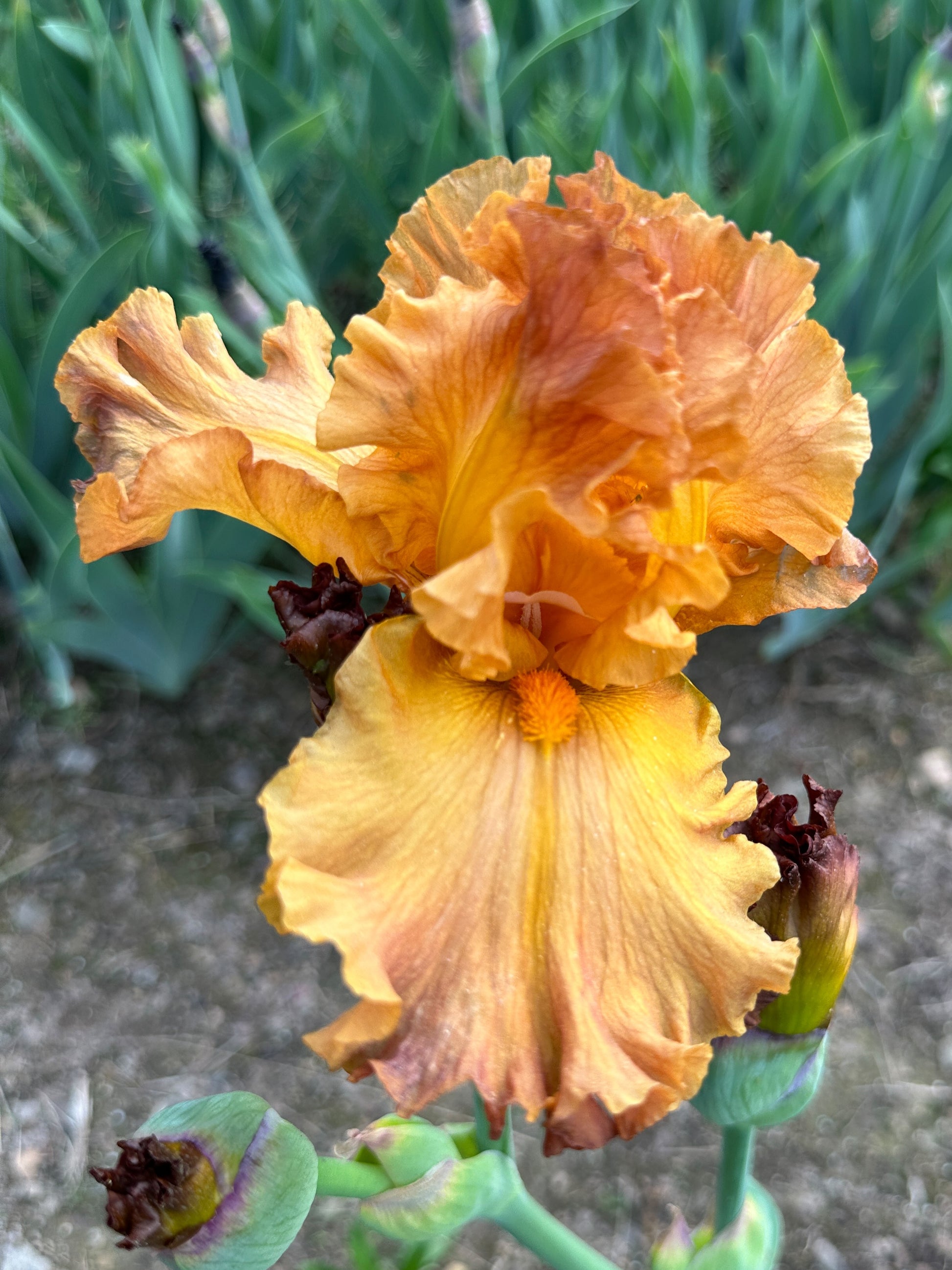 The flower Golden Panther - Tall Bearded Iris (TB)