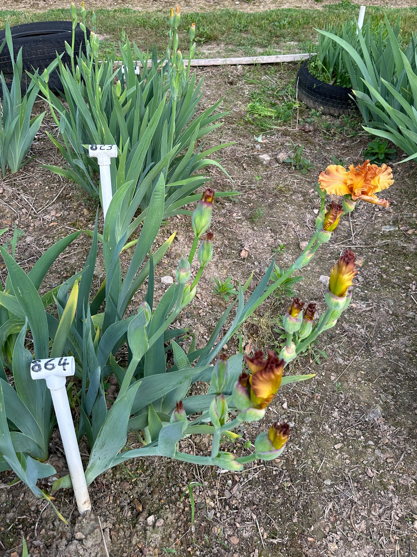 The flower Golden Panther - Tall Bearded Iris (TB)