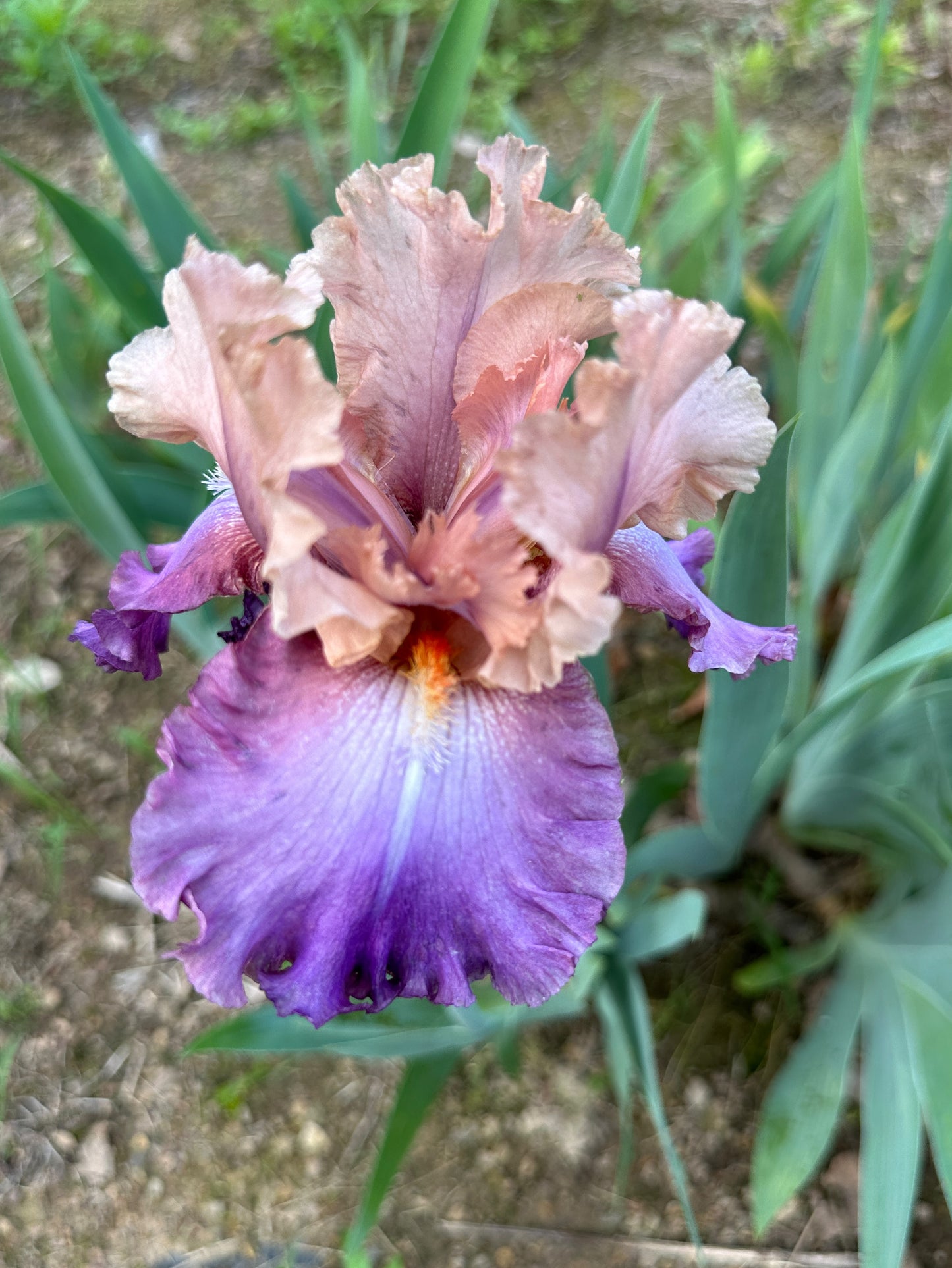 The flower Little John - Tall Bearded Iris (TB)