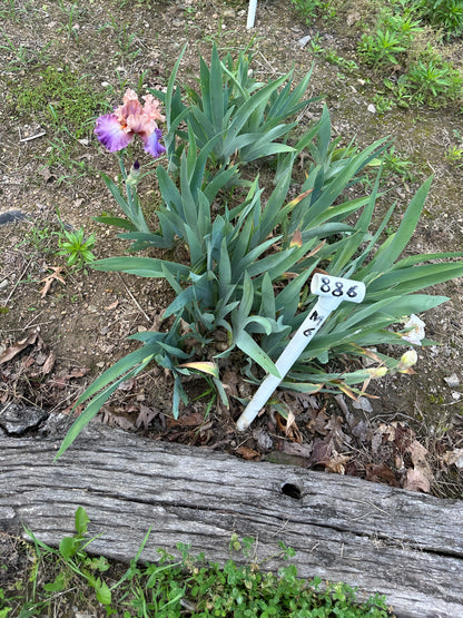 The flower Little John - Tall Bearded Iris (TB)