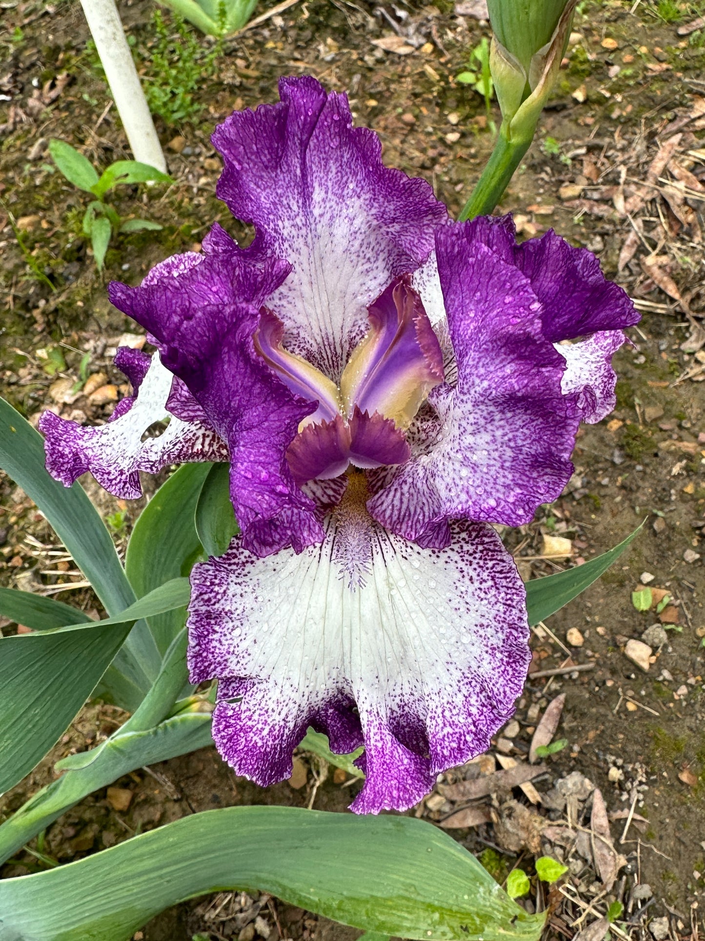 The flower Mariposa Autumn - Tall Bearded Iris (TB)