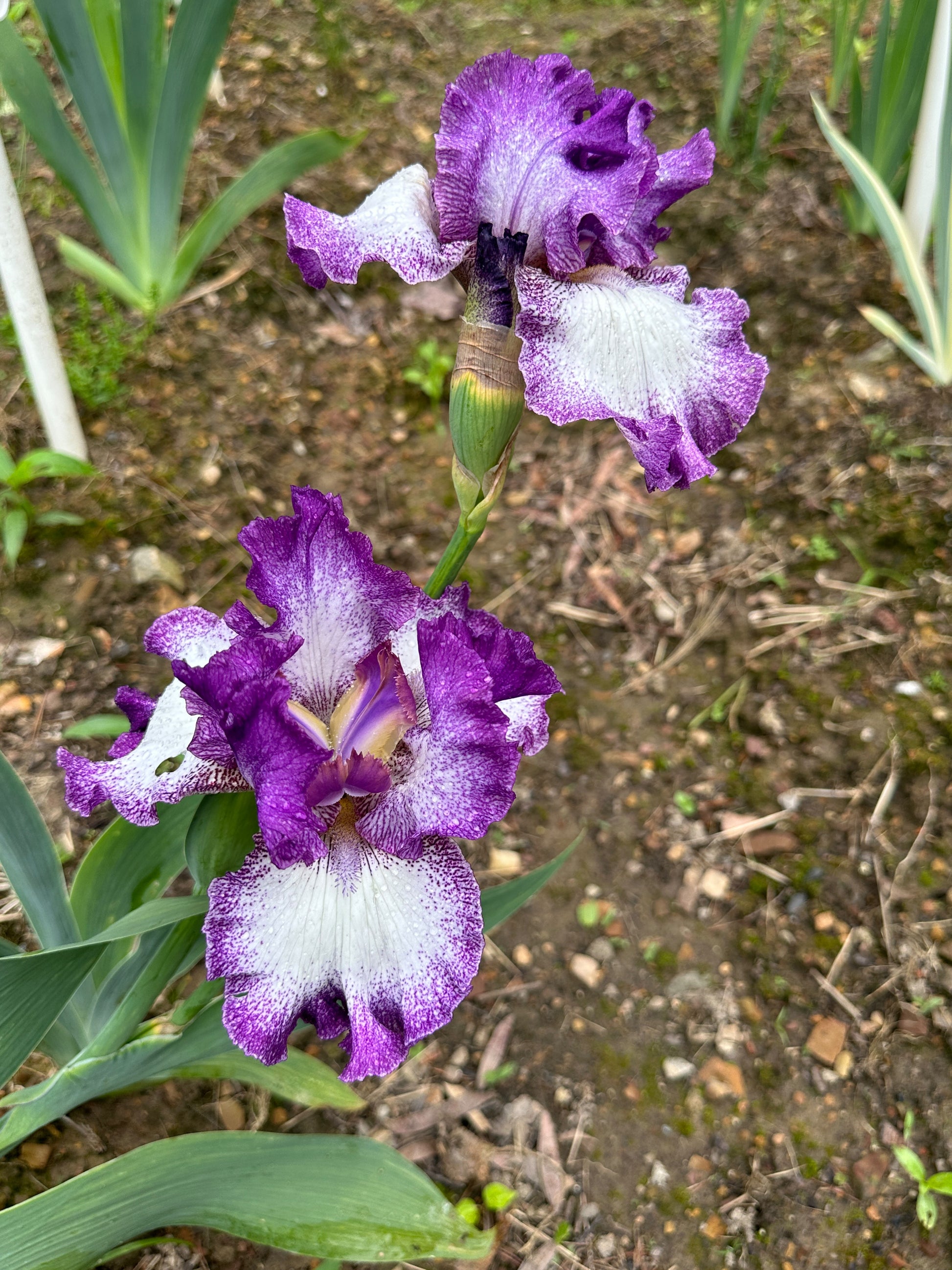 The flower Mariposa Autumn - Tall Bearded Iris (TB)