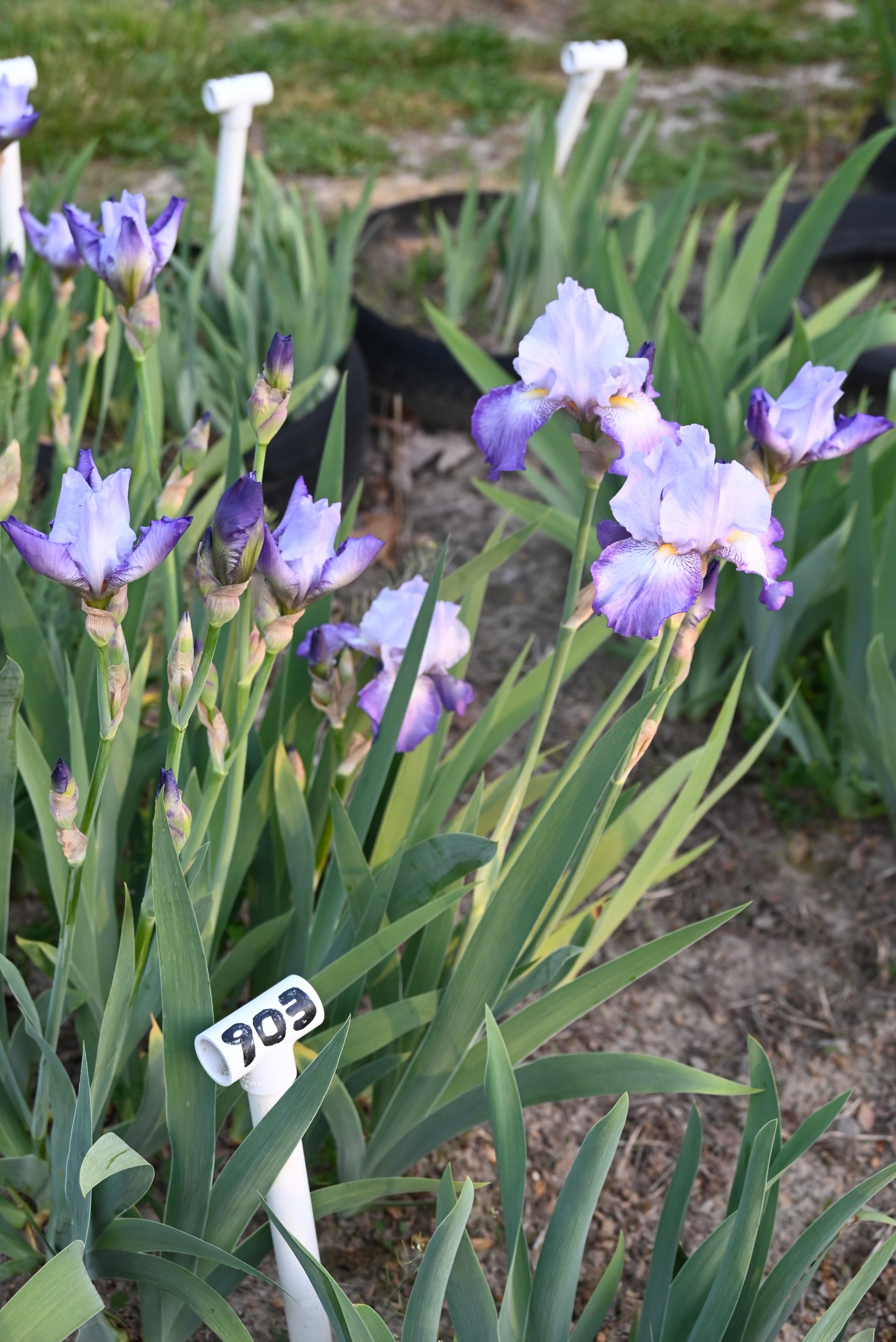 The flower Sign of Virgo - Tall Bearded Iris (TB)