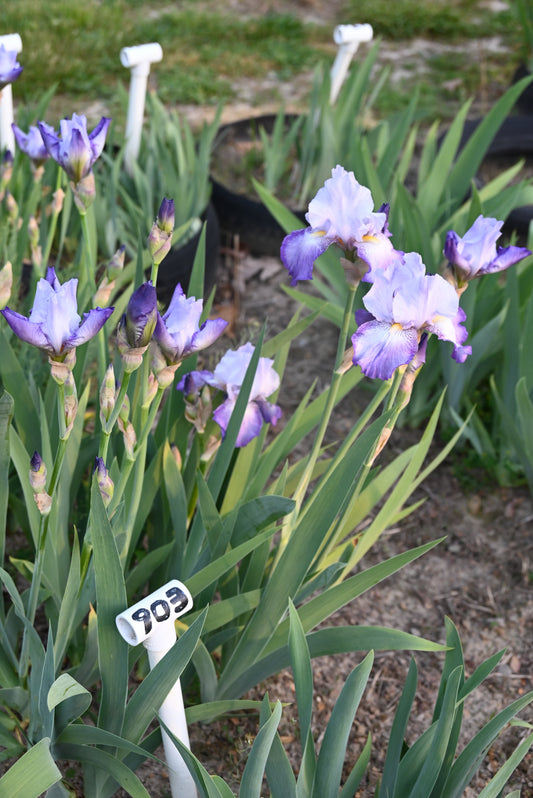 The flower Sign of Virgo - Tall Bearded Iris (TB)