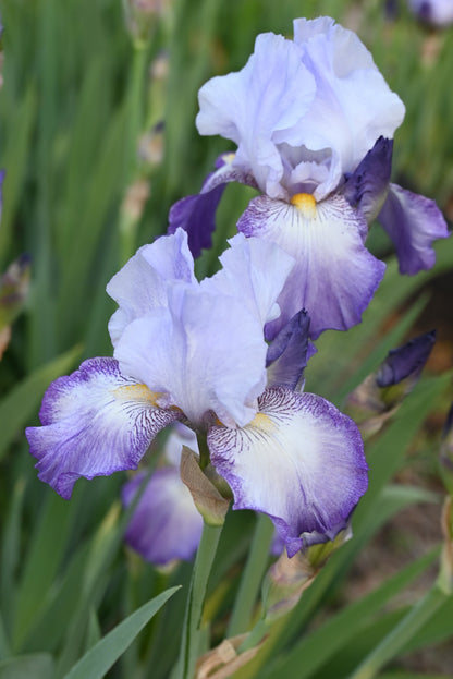 The flower Sign of Virgo - Tall Bearded Iris (TB)