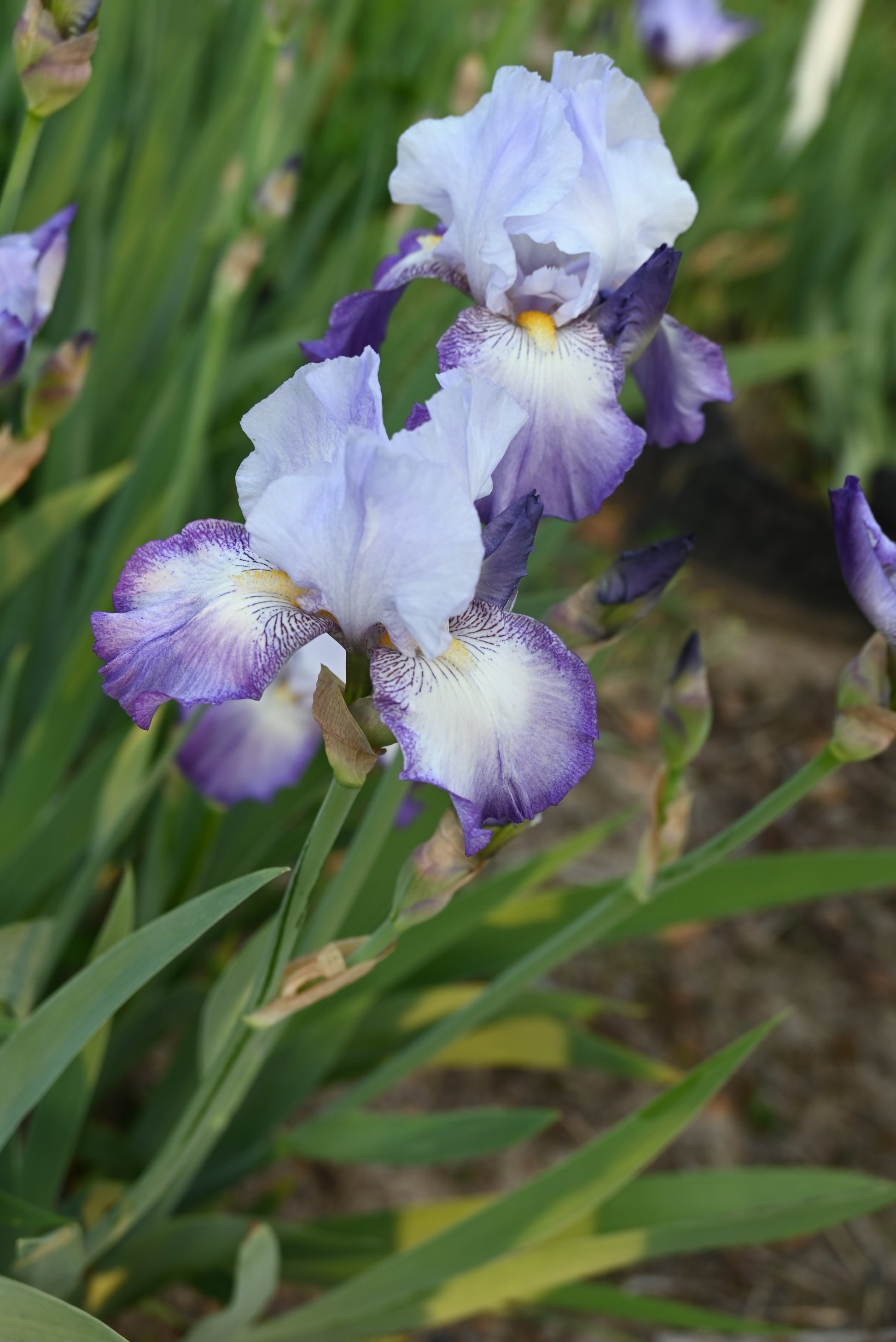 The flower Sign of Virgo - Tall Bearded Iris (TB)