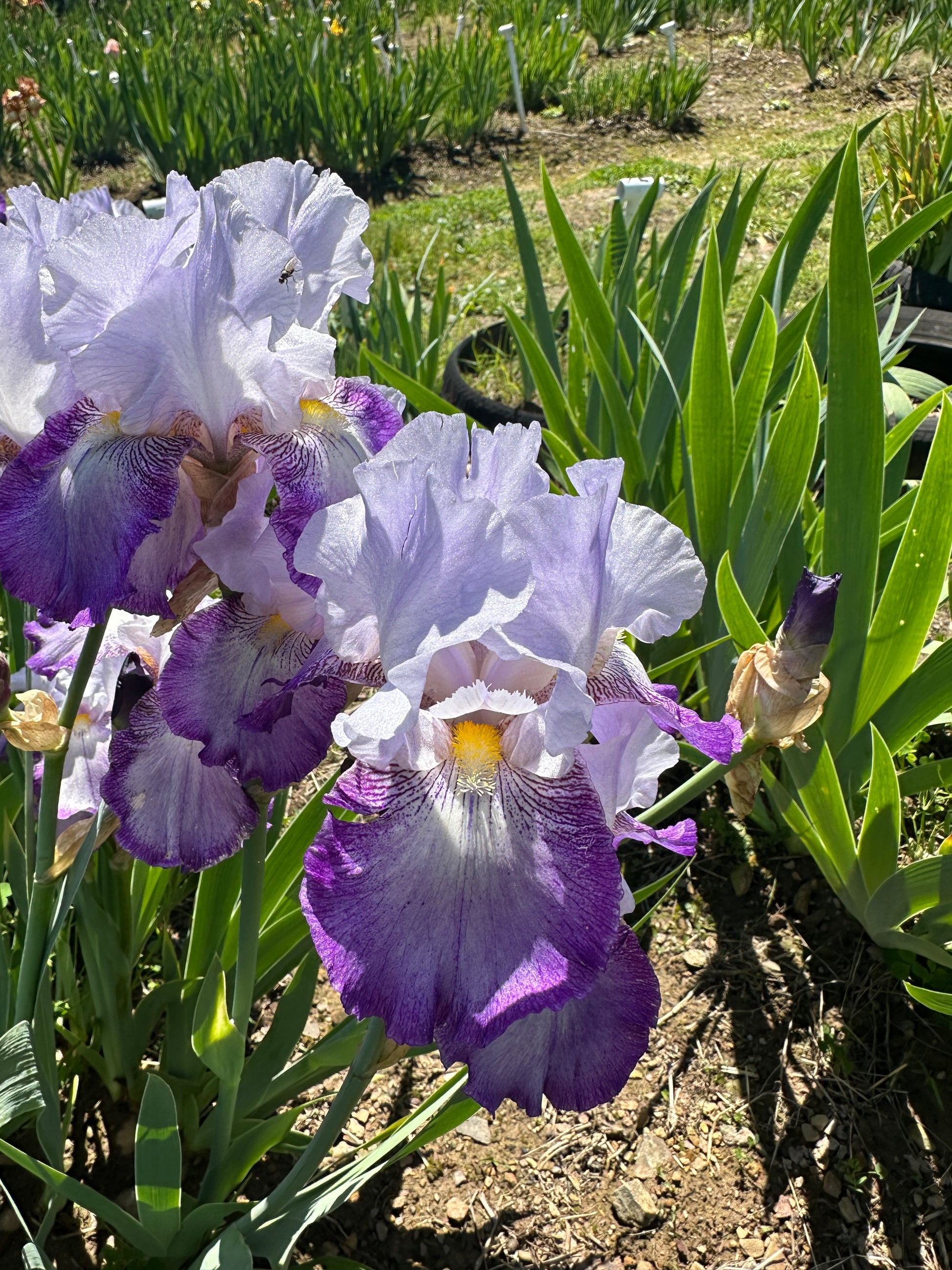 The flower Sign of Virgo - Tall Bearded Iris (TB)