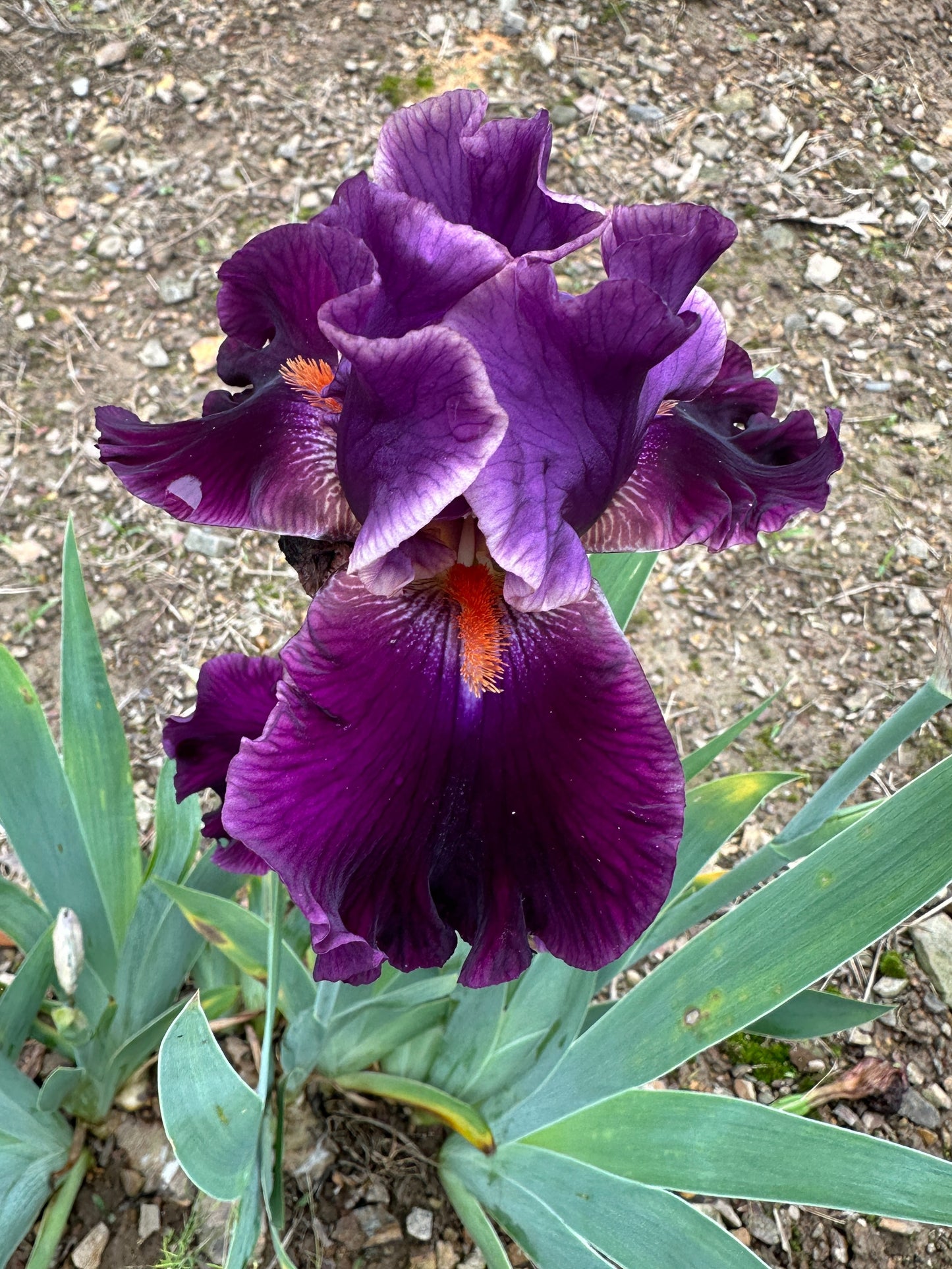 The flower Holy Cow - Tall Bearded Iris (TB)