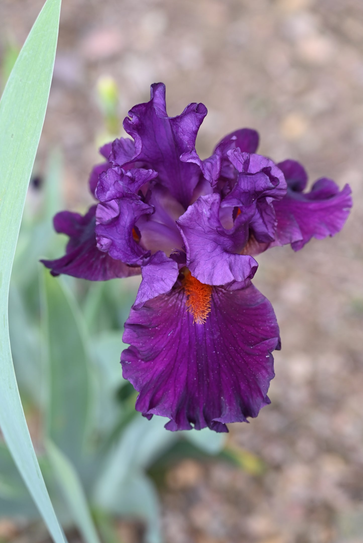 The flower Holy Cow - Tall Bearded Iris (TB)