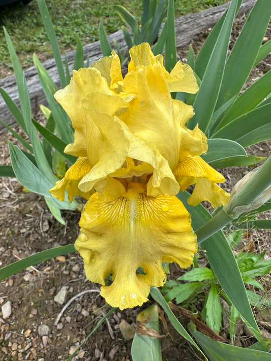 The flower Brassy Broad - Tall Bearded Iris (TB)