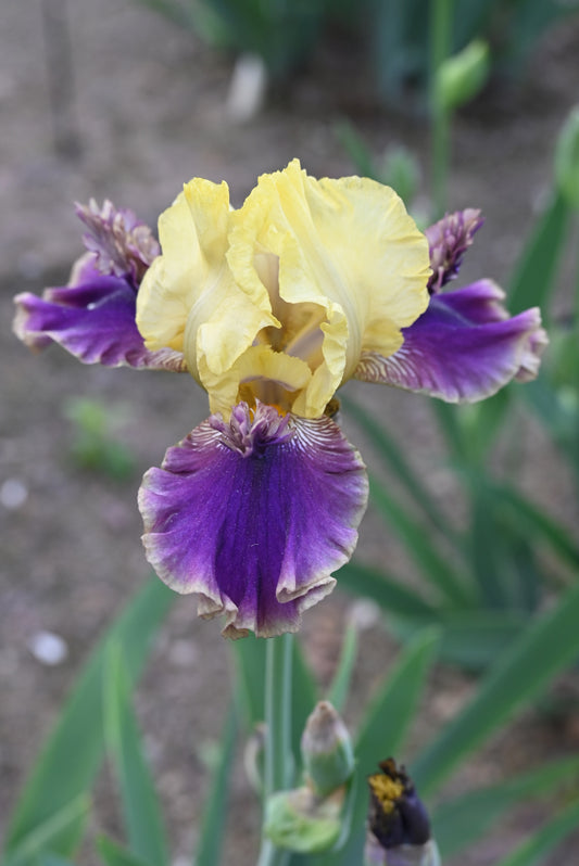 The flower Rocket Randy - Tall Bearded Iris (TB)