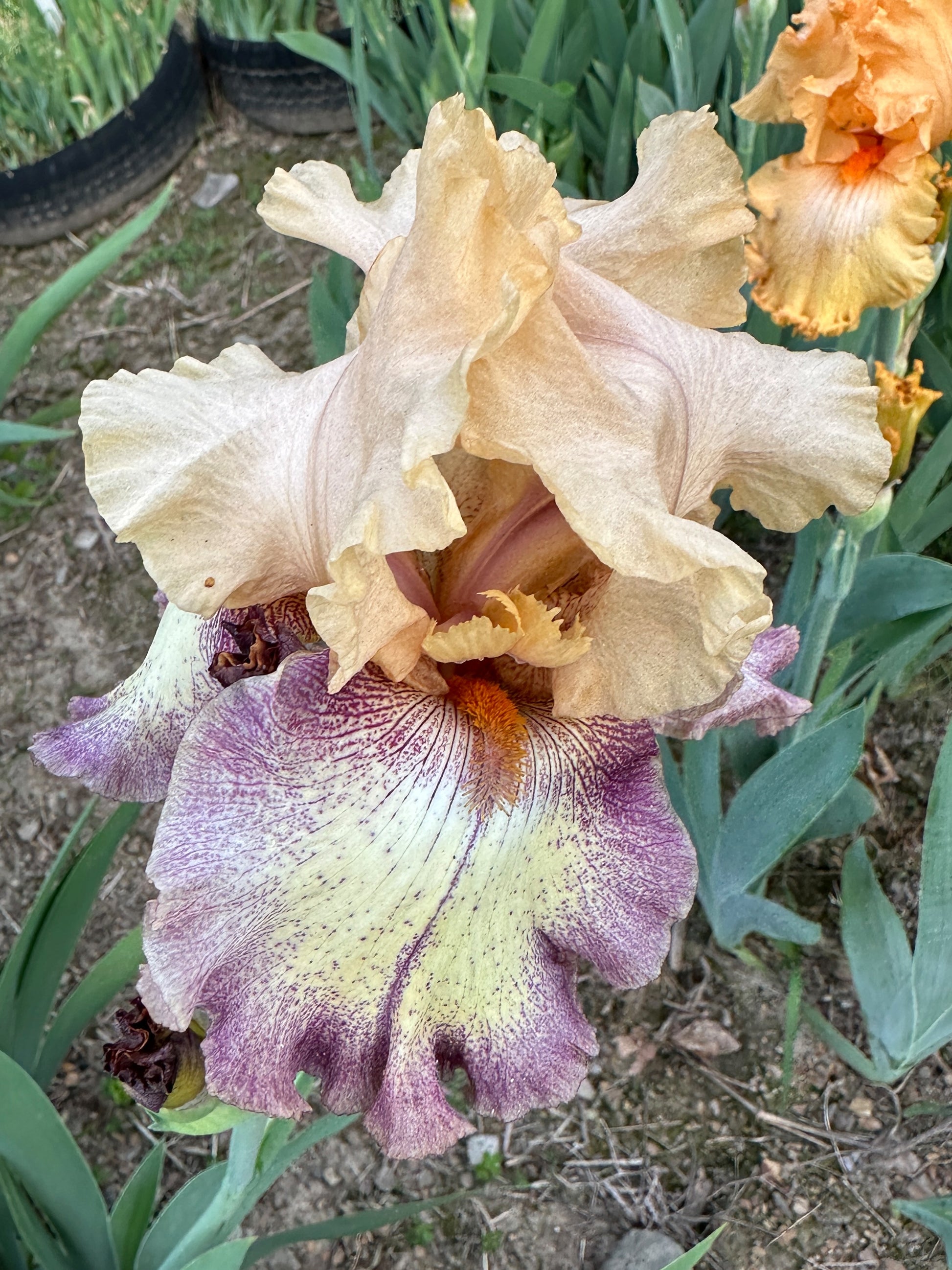 The flower Coloradoan - Tall Bearded Iris (TB)