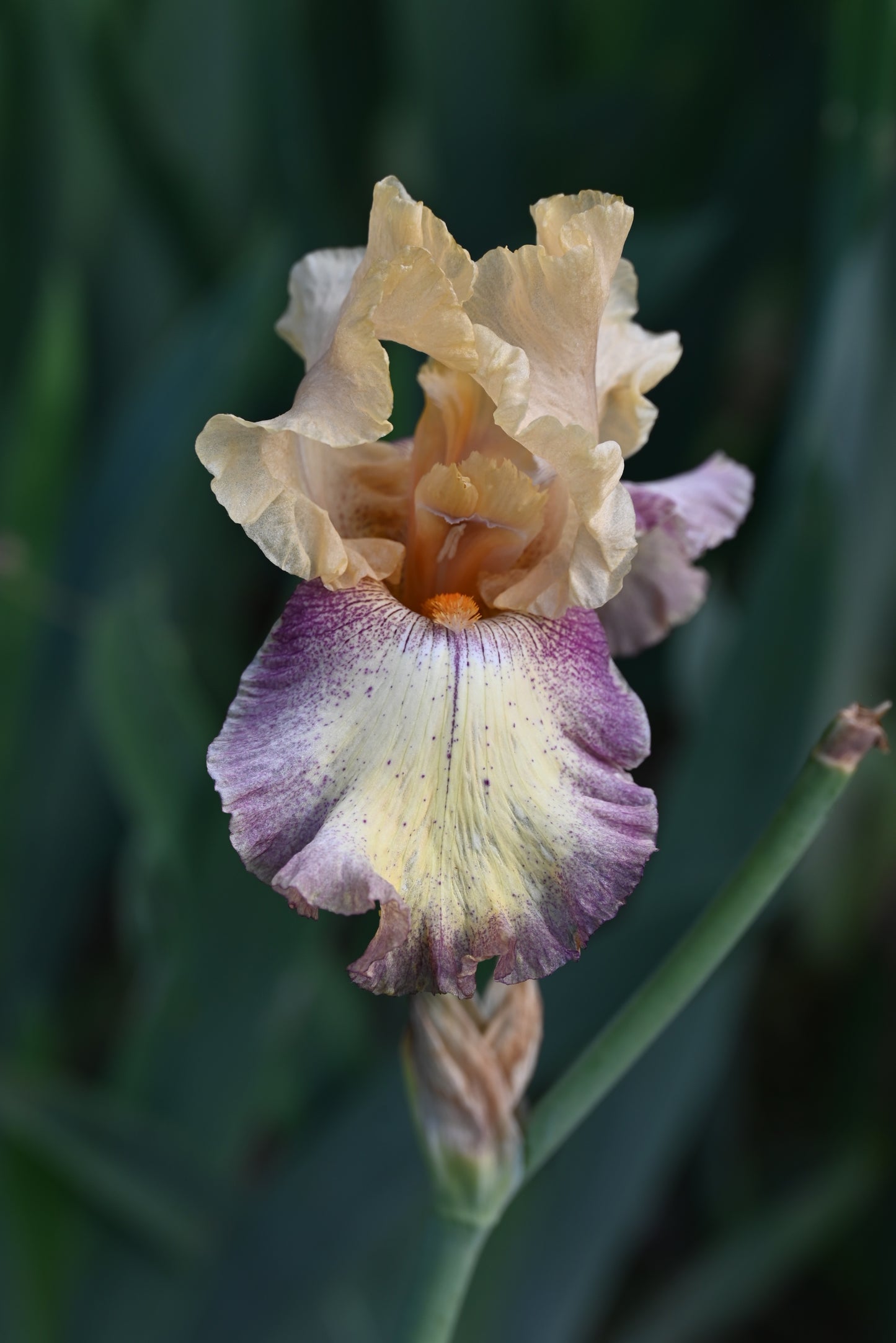 The flower Coloradoan - Tall Bearded Iris (TB)