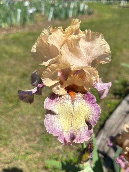 The flower Coloradoan - Tall Bearded Iris (TB)