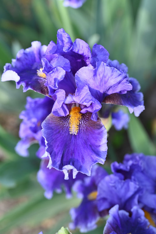 The flower Deep Dark Secret - Tall Bearded Iris (TB)